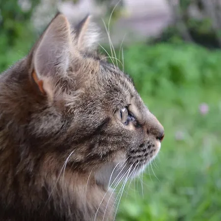 Du Petit Hohnack 別荘 *