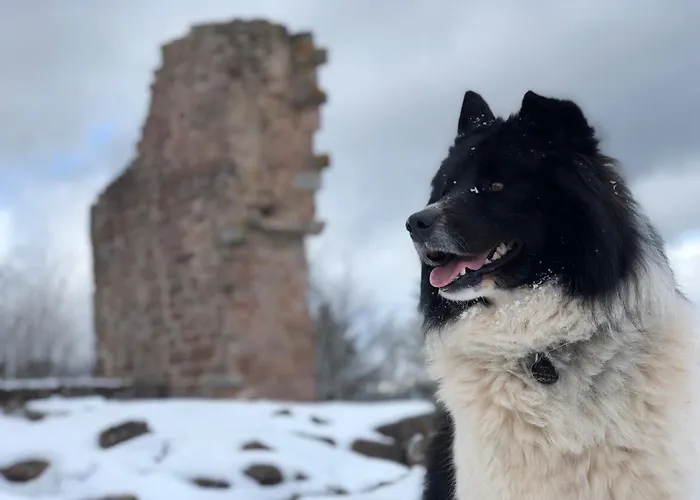 Du Petit Hohnack * לבארוש