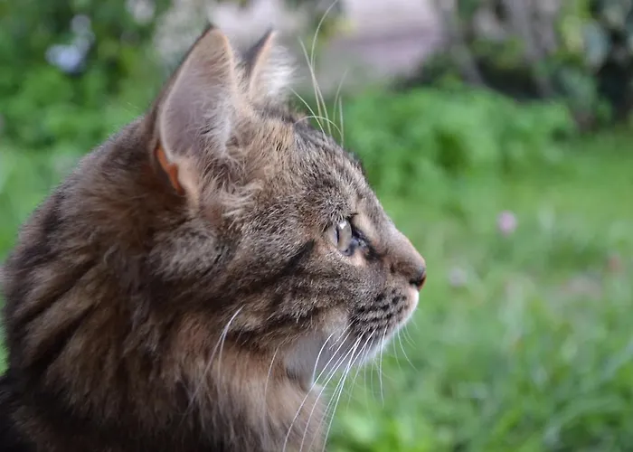 Du Petit Hohnack בית נופש *