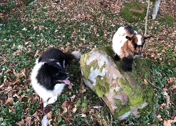 Du Petit Hohnack * לבארוש